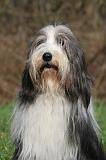 BEARDED COLLIE 423